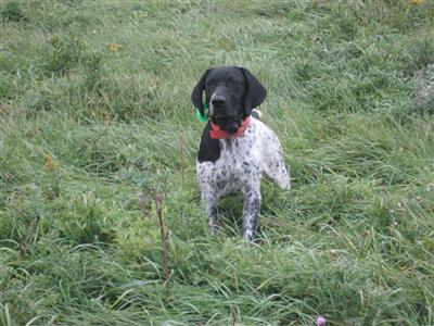 Dogs - German Shorthaired Pointer
